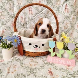 Carl - Red and white male Basset Hound puppy in Bellaire, Ohio from Blessed Bassets