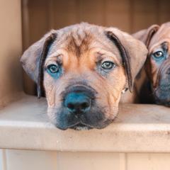 Boerboels from Trojan Boerboels
