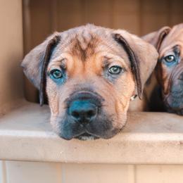 Boerboels from Trojan Boerboels