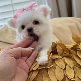 Maltese from Selene's Maltese
