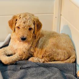 Blue collar - Apricot male Goldendoodle puppy in Ottawa, Kansas from Kansas Country Doodles