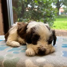 Dill - Parti male Miniature Schnauzer puppy in Clover, South Carolina from Bobo’s Babies Kennels