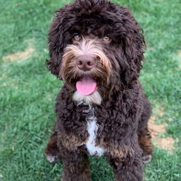 Bandit - Australian Labradoodle
