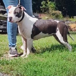 Jayda - American Staffordshire Terrier