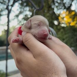 Pumpkin - Cream female Dachshund puppy in Modesto, California from Golden State Mini Doxies