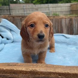 Eleanor- AKC - Red female Dachshund puppy in Gainesville, Texas from Diamond B Doxies