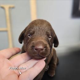 Honey Lemon - Chocolate female Labrador Retriever puppy in Macomb, Missouri from Hicks Family Homestead