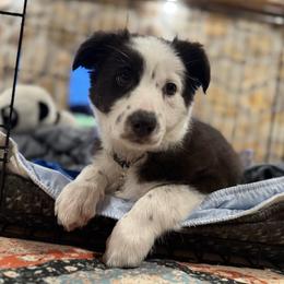 Border Collie Puppies from Nine Peaks Border Collies