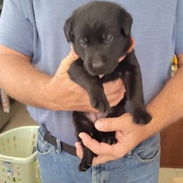 Labrador Retriever Puppies from PSJ Puppies, Holistic Pet Foods