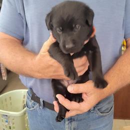 Labrador Retriever Puppies from PSJ Puppies, Holistic Pet Foods