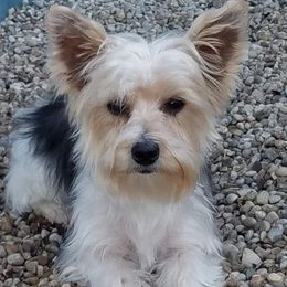 Party - Yorkshire Terrier