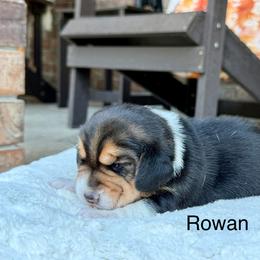 Rowan - Black tan and white female Beagle puppy in Mansfield, Missouri from Rippee Creek Kennel