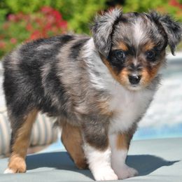CAPTAIN - Blue merle male Toy Australian Shepherd puppy in Bixby, Oklahoma from Roeboat Aussies