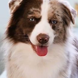 Chloe - Miniature Australian Shepherd