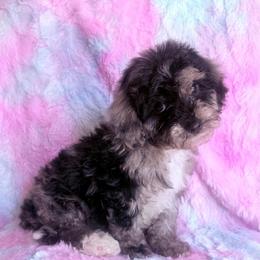 Mr. Diamond - Merle male Cavapoo puppy in Knoxville, Tennessee from Rocky Top Cavapoos