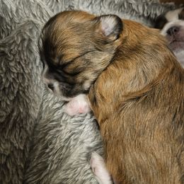 Lhasa Apso Puppies from Luv-N-Laughter Lhasa Apsos
