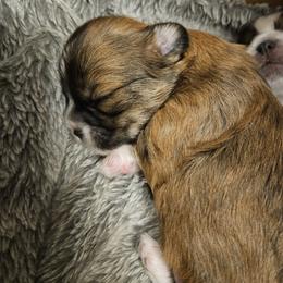 Lhasa Apso Puppies from Luv-N-Laughter Lhasa Apsos