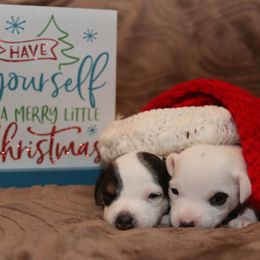 Jack Russell Terrier Puppies from Ground Force Jack Russell Terriers