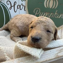 Forest (Mini Size) - Gold male Bordoodle puppy in Canfield, Ohio from Poo's Doo's & Inu's