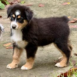 Maeve - Black tri female Miniature Australian Shepherd puppy in Patterson, North Carolina from DreamLine Aussies