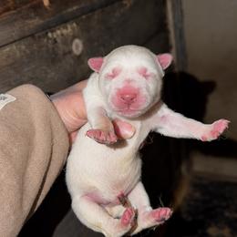 Boy 2 - White male Siberian Husky puppy in Iron River, Wisconsin from Wiemeri Siberians
