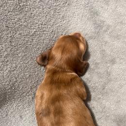 Marble - Dapple male Dachshund puppy in Miami, Florida from Maitime Dachshund