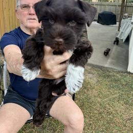 Miniature Schnauzer Puppies from Melissa Knight