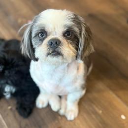 Valerie - Blue and white female Shih Tzu puppy in Berkeley Springs, West Virginia from Sandridge Shih Tzus