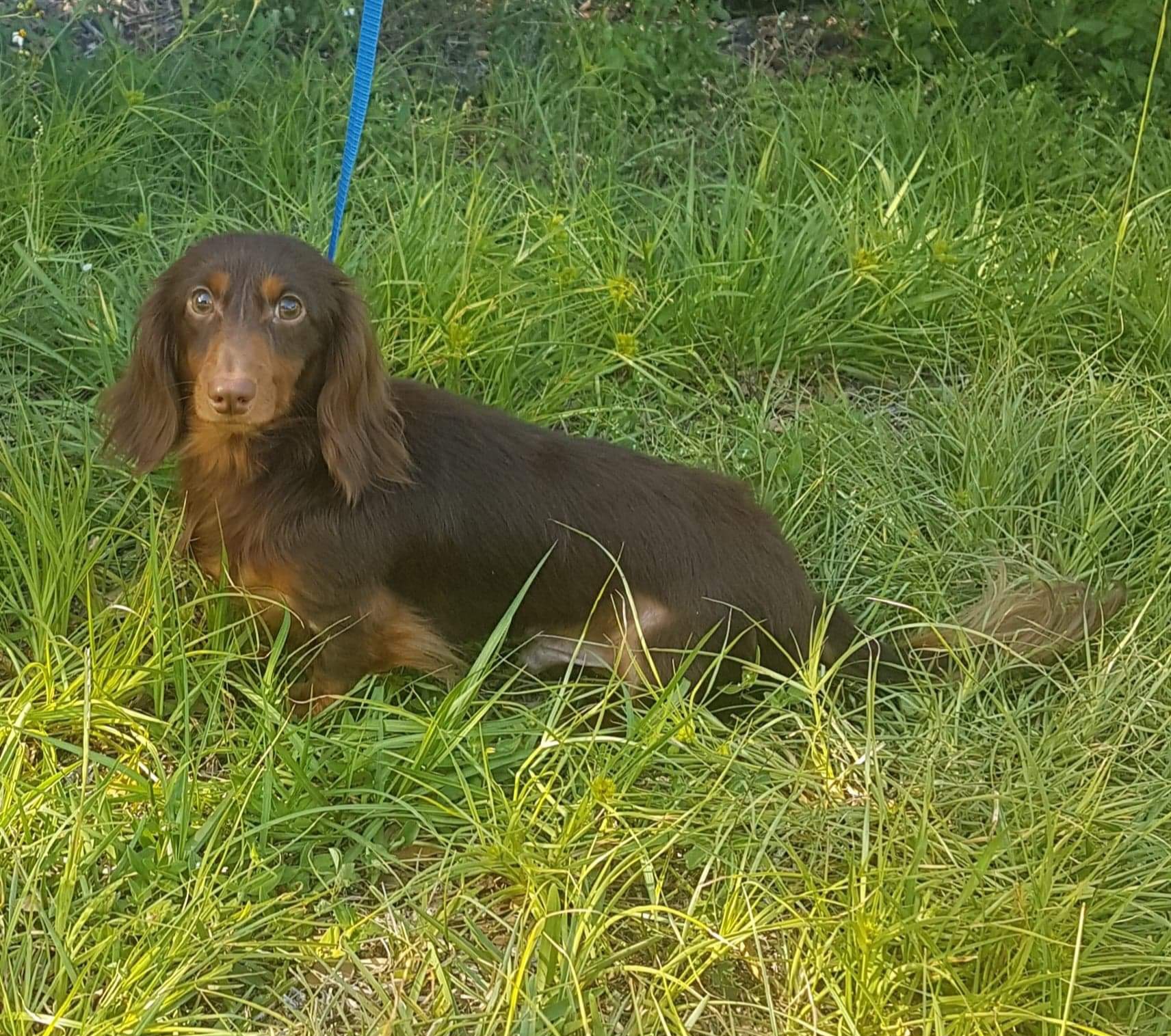 Kheiser - Dachshund