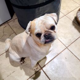 Floki - Pug