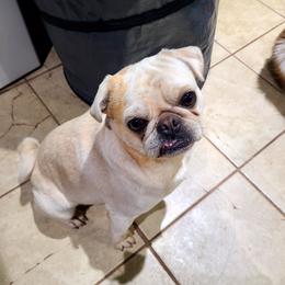 Floki - Pug