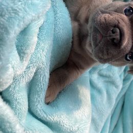 French Bulldog Puppies from Roley Poley Frenchies