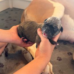 Light blue collar - Fawn male Great Dane puppy in Corsica, Pennsylvania from Ferguson Family Danes LLC