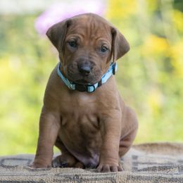 Boy 5 - Red wheaten male Rhodesian Ridgeback puppy in Hillman, Minnesota from Rhoxwood Kennel