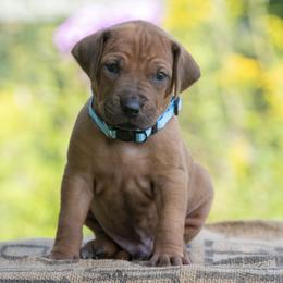 Boy 5 - Red wheaten male Rhodesian Ridgeback puppy in Hillman, Minnesota from Rhoxwood Kennel
