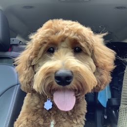 Marlow - Goldendoodle