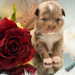 Lanie - Red merle female Toy Australian Shepherd puppy in Denmark, South Carolina from Rustic Rose Toy Australian Shepherds