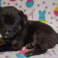 German Shepherds from Duke and Daisy's Litter