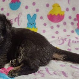 German Shepherds from Duke and Daisy's Litter