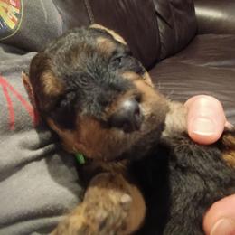 Mr. Green - Black and tan male Airedale Terrier puppy in Trinity, Florida from Black Opal