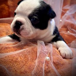 Mantis - Black brindle and white male Boston Terrier puppy in Rockville, Indiana from Blaze Of Glory Bostons & Frenchies
