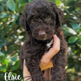 Elsie - Chocolate female Goldendoodle puppy in Cocoa, Florida from The Coastal Homestead