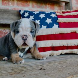 Max - Blue tri-color male Bulldog puppy in Ben Lomond, Arkansas from Miesha Carver's Bulldogs