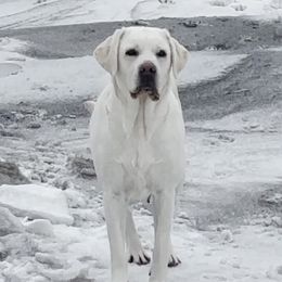 South - Labrador Retriever