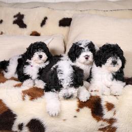 Assorted Doodle Crosses, Aussiedoodles, Bernedoodles, Cavapoos, Goldendoodles, and Sheepadoodles from Happy Top Doodles