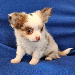 Coco - Chihuahua