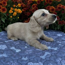 Macie - Cream female Dachshund puppy in Cherry Tree, Oklahoma from Peavine Creek Dachshunds