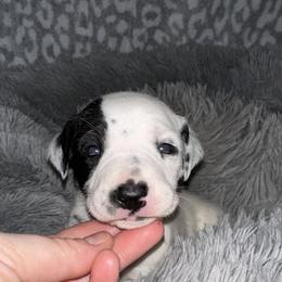 Flurry - White and black female Dalmatian puppy in Travelers Rest, South Carolina from Cotton Top