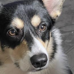 Kip - Pembroke Welsh Corgi