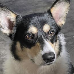 Kip - Pembroke Welsh Corgi